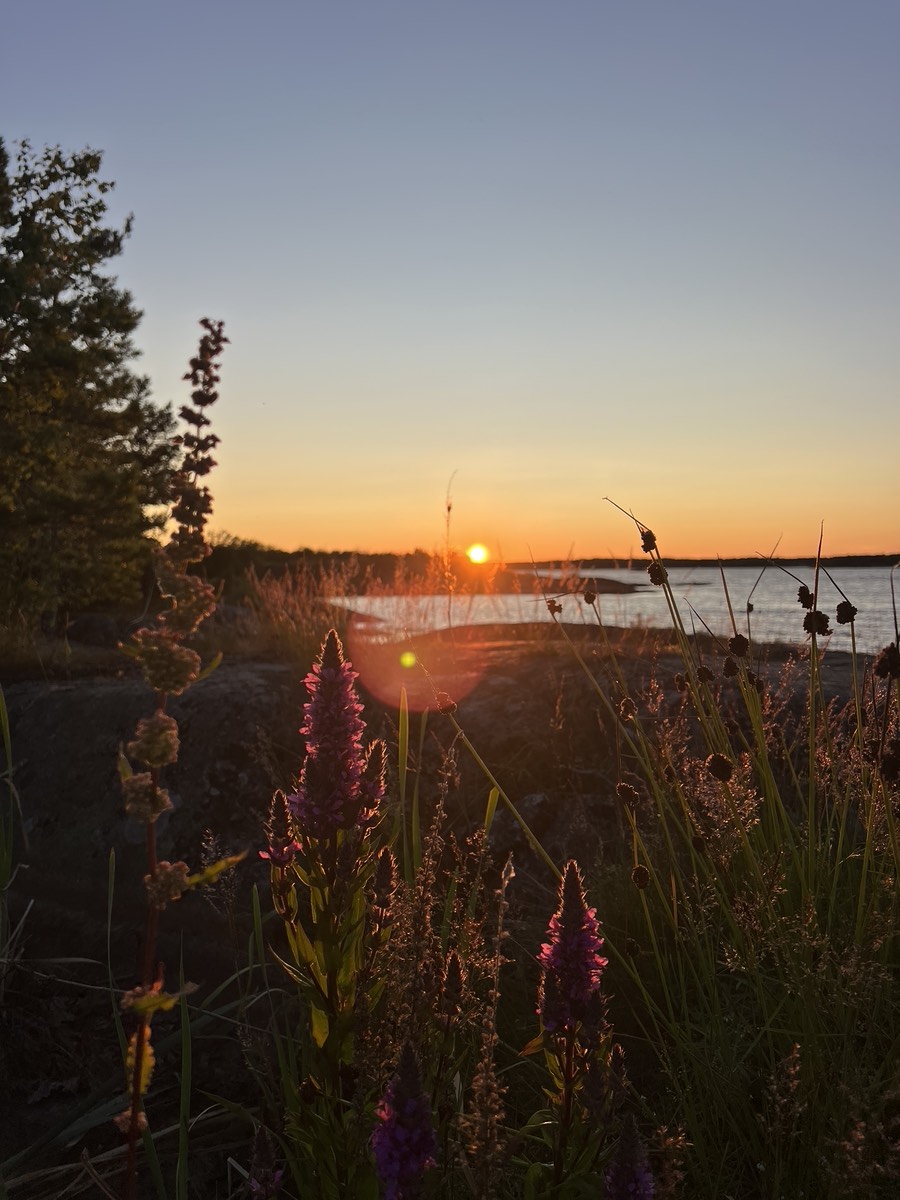 Abendsonne hinter Wildblumen am Ufer